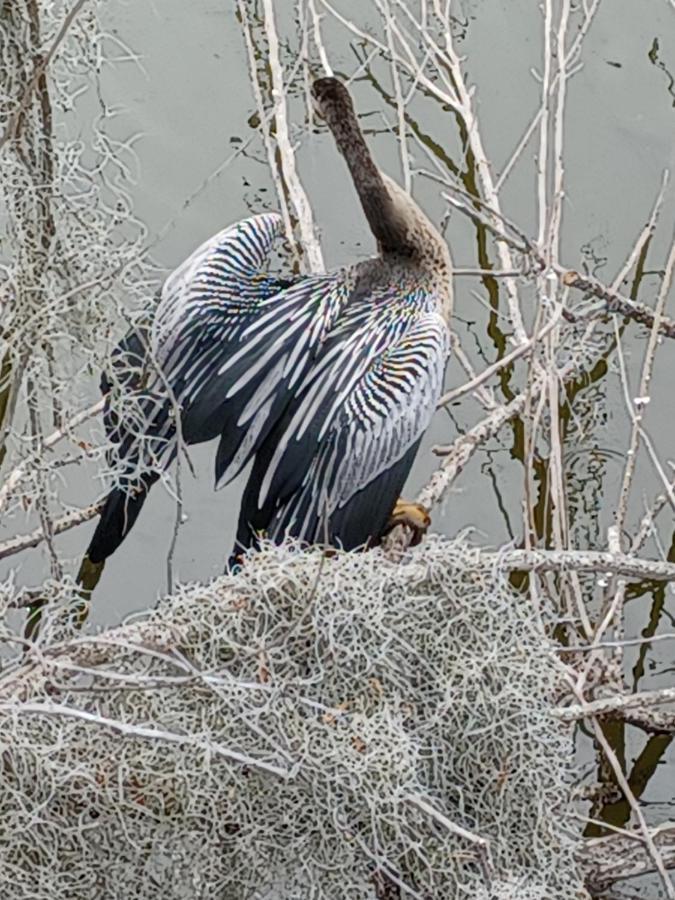 Chef Geir's Lagoon Sanctuary Savannah